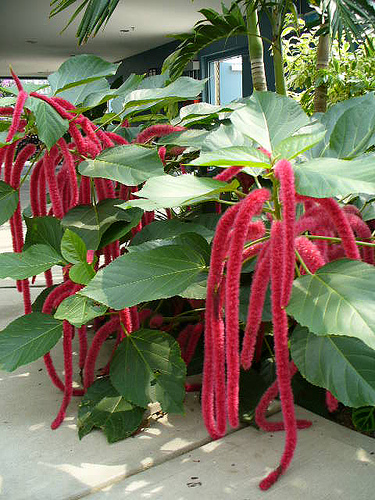 Acalypha Hispida